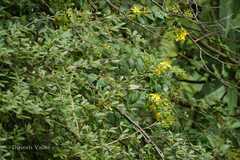 Hypericum oblongifolium
